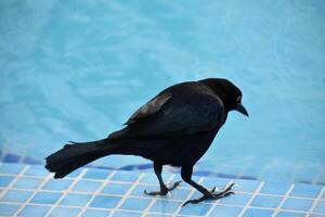 ampla Preto pássaro em pé sobre piscina água foto