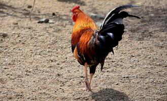 vermelho coroa galo caminhando longe dentro uma quintal foto