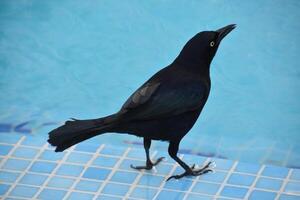 Preto pássaro em pé às a Beira do uma piscina foto