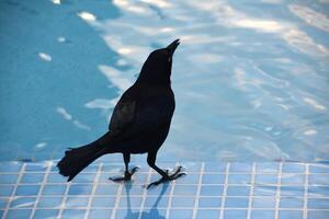 olhando baixa às uma grackle sobre água foto