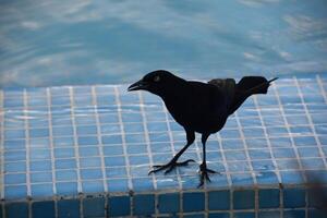 comum grackle pássaro às a Beira do uma piscina foto