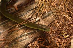 verde serpente deslizando por aí dentro uma floresta foto