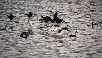 Preto pescoço palafita pássaros vôo sobre a água foto