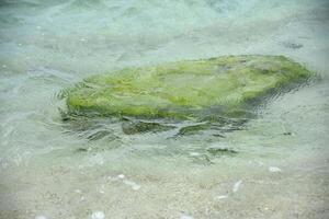 sereno águas com a algas coberto Rocha foto