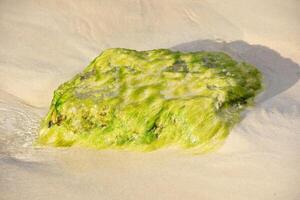 brilhante verde algas cobertura uma Rocha em a de praia foto