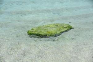 pedregulho coberto com verde algas e algas marinhas foto