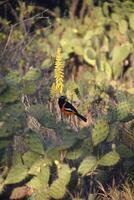 troupial pássaro cercado de cacto dentro Aruba foto