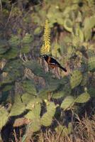 laranja e Preto troupial pássaro em uma espinhoso pera foto