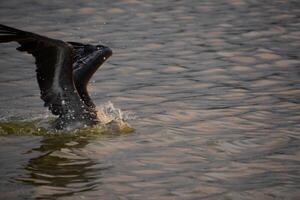 pelicanos asas estendido Como ele mergulhos para dentro a água foto