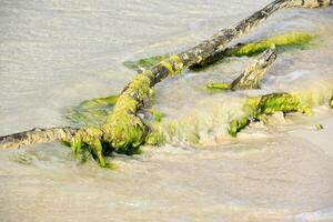 verde algas coberto madeira flutuante dentro raso águas foto
