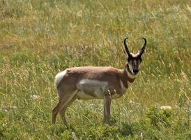 peninsular pronghorn antílope dentro uma Relva preenchidas campo foto