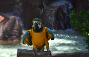 azul e ouro papagaio dançando em uma poleiro foto