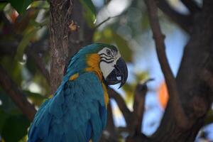 azul e amarelo papagaio empoleirado dentro uma árvore foto