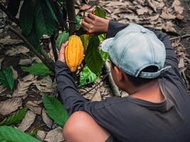 cacau agricultor usar poda tesoura de jardim para cortar a cacau vagens ou fruta maduro amarelo cacau a partir de a cacau árvore. colheita a agrícola cacau o negócio produz. foto