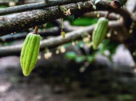 verde pequeno cacau vagens ramo com jovem fruta e florescendo cacau flores crescer em árvores a cacau árvore theobroma cacau com frutas, cru cacau árvore plantar fruta plantação foto