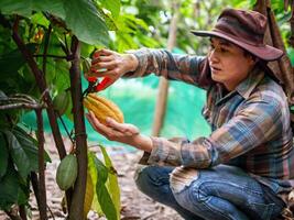 cacau agricultor usar poda tesoura de jardim para cortar a cacau vagens ou fruta maduro amarelo cacau a partir de a cacau árvore. colheita a agrícola cacau o negócio produz. foto