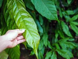 jovem verde folha cacau em cacau plantar, cacau árvore foto