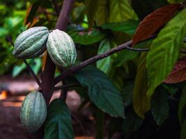 a cacau árvore verde orgânico cacau fruta, theobroma cacau com frutas, verde cacau cru cacau árvore plantar fruta plantação foto