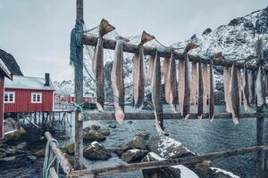 secagem bacalhau bacalhau dentro Nusfjord pescaria Vila dentro Noruega foto