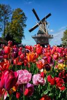 florescendo tulipas canteiro de flores e moinho de vento dentro Keukenhof flor jardim foto