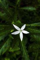 kitolod flor ou o que pode estar chamado hipobroma longiflora foto