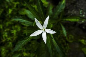 kitolod flor ou o que pode estar chamado hipobroma longiflora foto