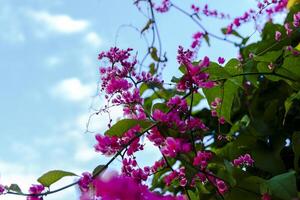 roxa orquídeas flor e Veja lindo foto