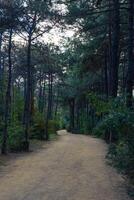corrida trilha dentro uma pinho floresta dentro vertical tomada. corrida trilha dentro uma parque. foto