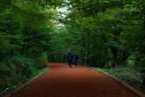 uma casal caminhando ou corrida dentro a floresta foto