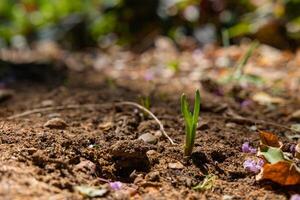 brotar dentro a solo dentro foco. jardinagem ou agricultura conceito foto