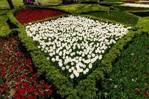 branco e vermelho tulipa camas dentro uma parque foto