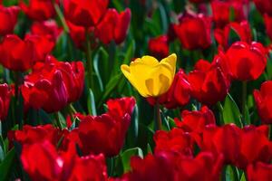 uma amarelo tulipa entre a vermelho tulipas. abril flores conceito fundo foto