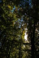exuberante verde floresta Visão a partir de dentro vertical foto