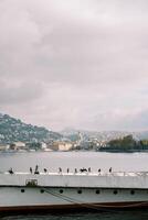 gaivotas sentar dentro uma linha em a área coberta do a velho navio ancorado em lago como. Itália foto