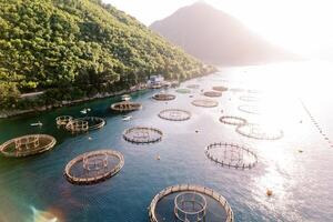 peixe Fazenda dentro a ensolarado mar perto uma montanhoso costa. zangão foto