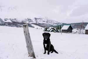 Preto cachorro senta dentro a neve em a Beira do uma Vila dentro uma montanha vale foto