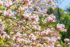 florescendo árvore ramo com Rosa magnólia soulangeana flores ao ar livre foto