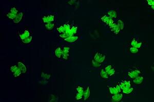 grupo do verde brilho medusa lichnorhiza lucerna mármore medusa dentro Sombrio água. foto