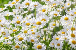 selvagem margarida flores crescendo em Prado, branco camomilas em verde Relva fundo. foto