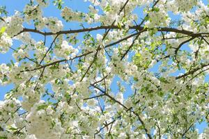 ramo do florescendo cereja árvore, branco sakura Flor flor em azul céu fundo foto