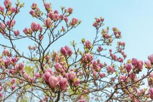 magnólia árvore ramo Flor dentro primavera jardim. foto