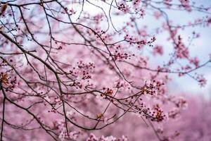 lindo Primavera fundo com Rosa flores do cereja árvore dentro Primavera Tempo dentro Praga parque. Alto qualidade foto