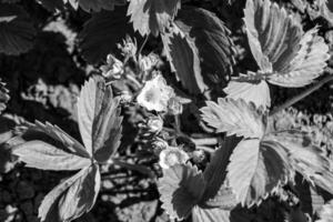 fotografia em tema lindo baga ramo morango arbusto com natural folhas foto