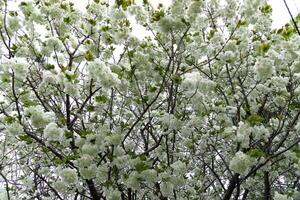 Ukon cereja flores balançando dentro a vento nublado dia foto