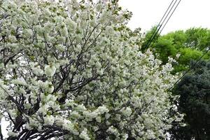 Ukon cereja flores balançando dentro a vento nublado dia foto