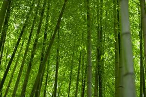 verde bambu folhas dentro japonês floresta dentro Primavera ensolarado dia foto