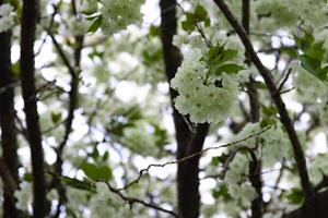 Ukon cereja flores balançando dentro a vento nublado dia fechar-se foto