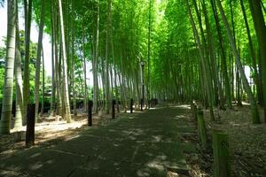 uma verde bambu floresta dentro Primavera ensolarado dia Largo tiro foto