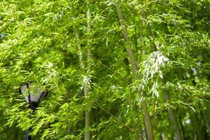 verde bambu folhas dentro japonês floresta dentro Primavera ensolarado dia foto