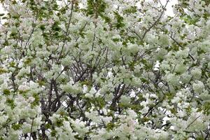 Ukon cereja flores balançando dentro a vento nublado dia foto